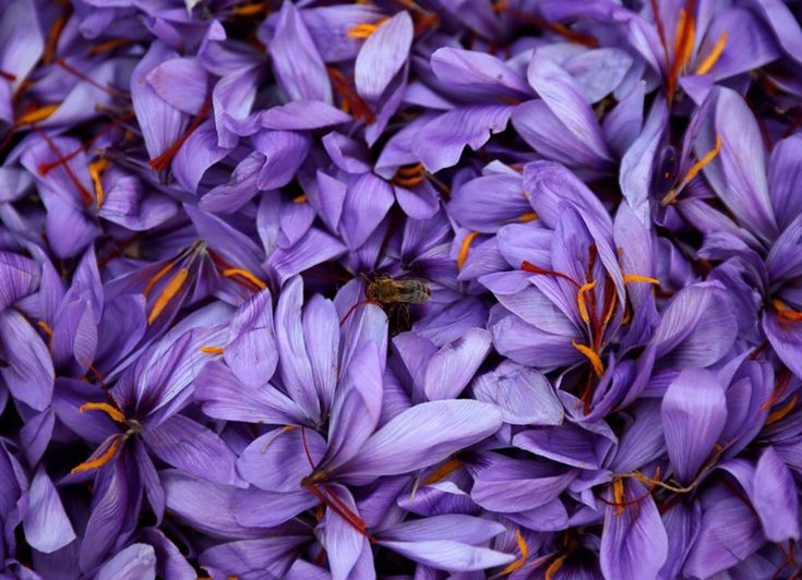 TCM Herbal Highlight: Saffron